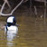 Hooded Merganser